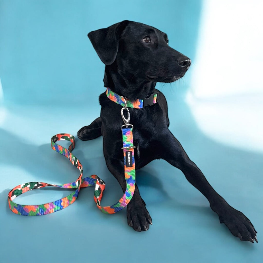 Multicolor Dog Leash